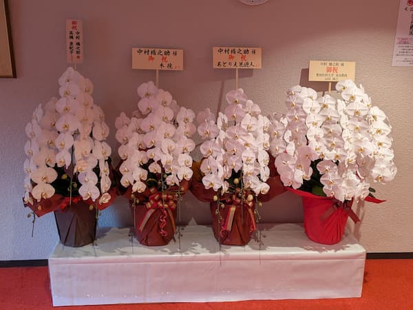 2026年『新春浅草歌舞伎』に送られたお祝いの胡蝶蘭